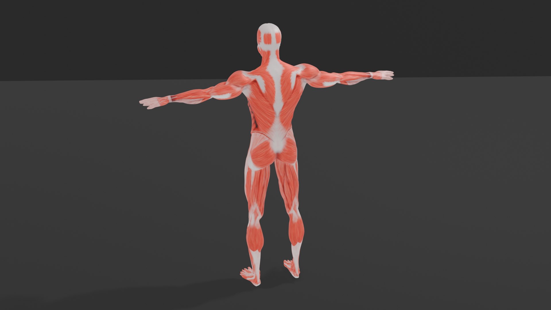 3D Human Muscular System 3D Model https://p.turbosquid.com/ts-thumb/xz/ubDdwl/zV/maledissection0003/png/1747557304/1920x1080/fit_q87/d6e580589a18826d6facdac095c2a1808588c228/maledissection0003.jpg