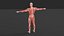 Modelo 3D del sistema muscular humano
