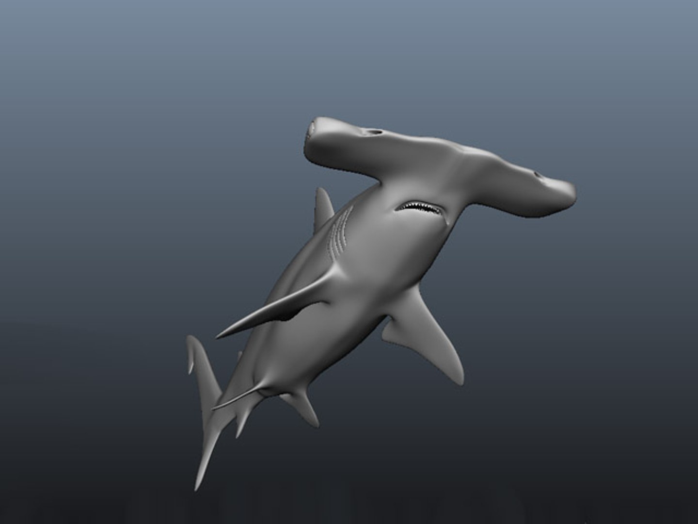 Hammerhead Modelling 3d Model