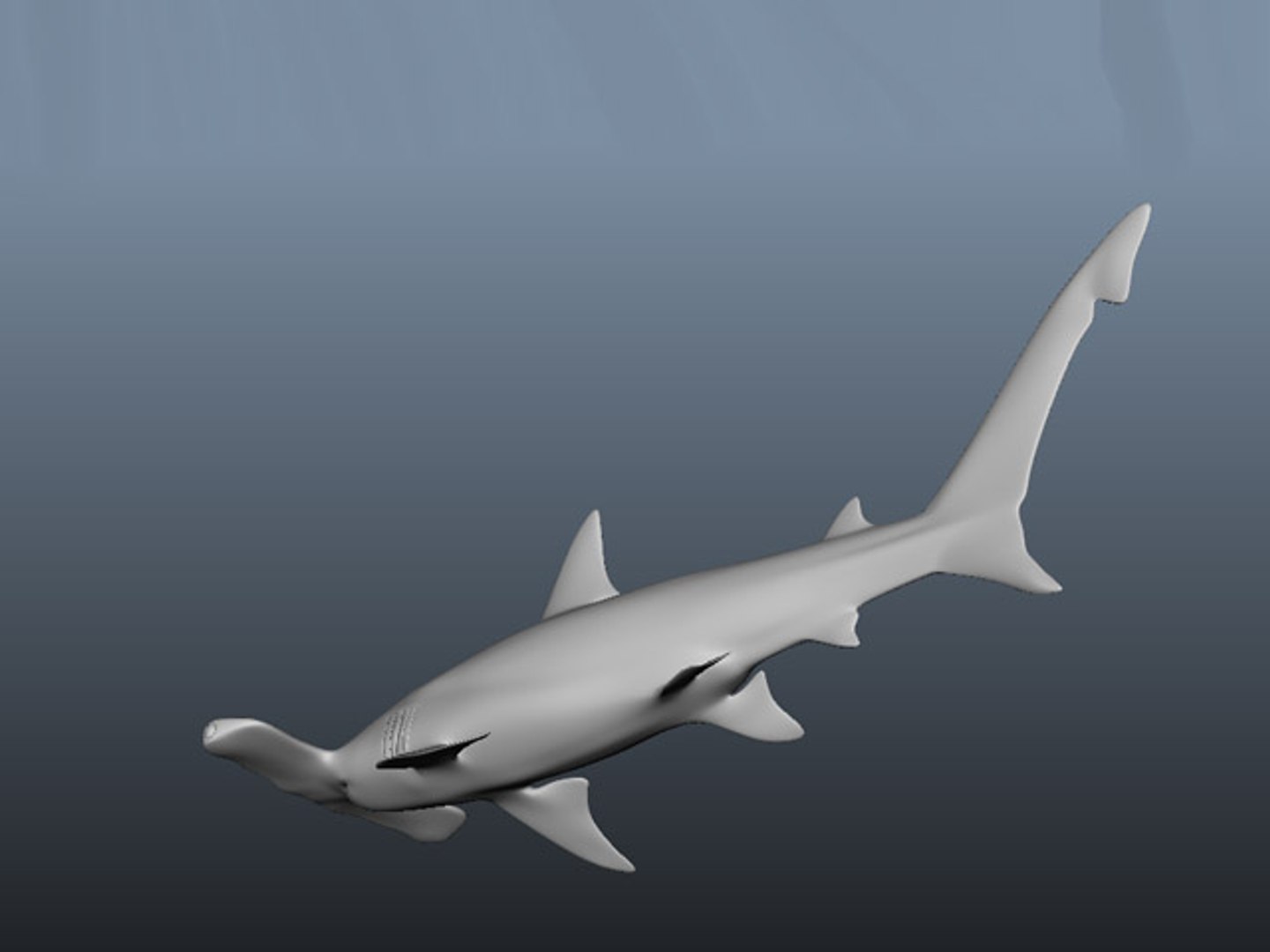 Hammerhead Modelling 3d Model