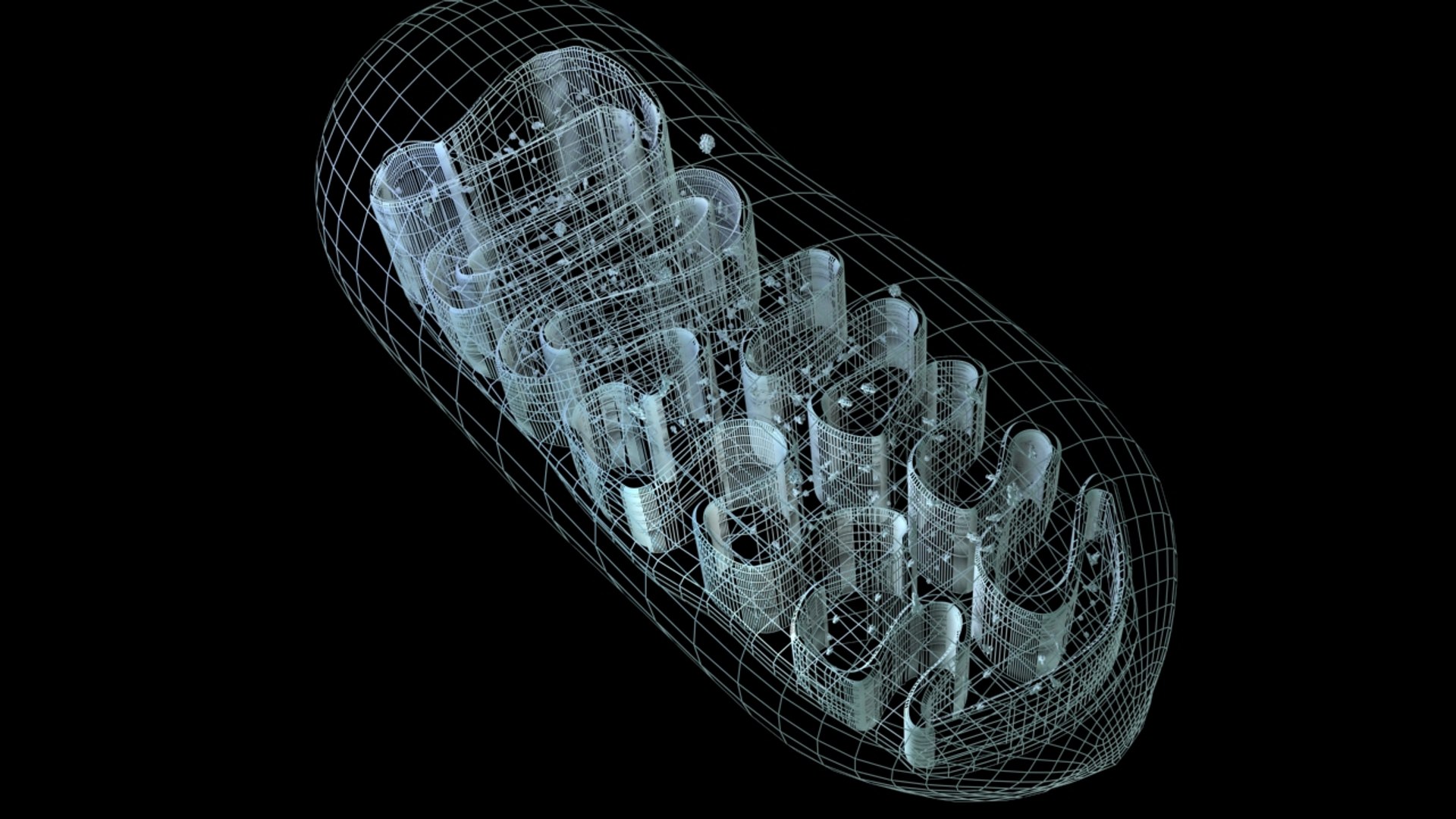 3d model mitochondria energy cell https://p.turbosquid.com/ts-thumb/xz/yQwQFv/H00nhGNF/mitochondriawireframe/jpg/1307630783/1920x1080/fit_q87/8df132f87490ae1d4fd3b66875dbd0728445ae42/mitochondriawireframe.jpg