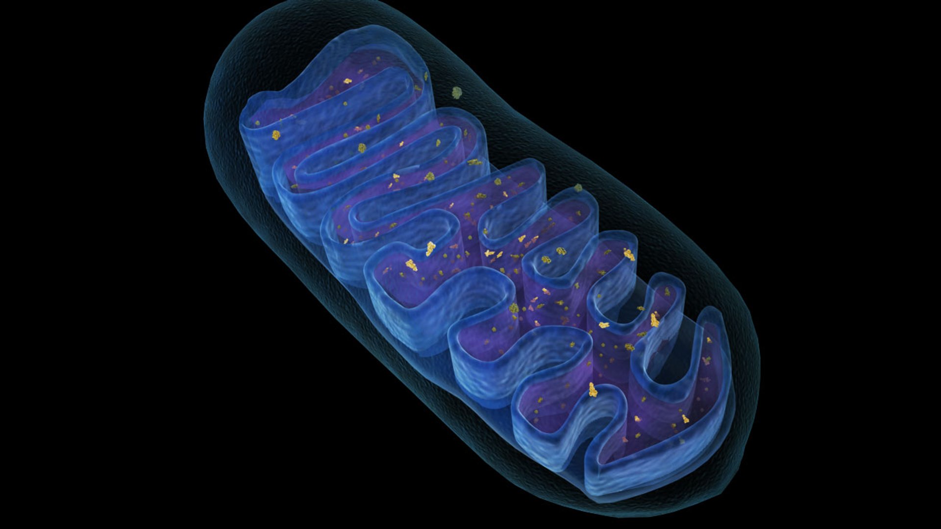 Mitochondria Cross Section Anatomy - Buy Royalty Free 3D model by Nima  (@h3ydari96) [acc7d71]