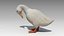 Duck Animated
