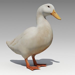 Duck Animated