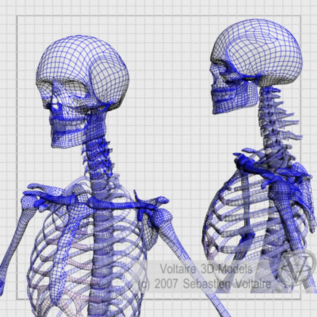 Human Skeleton Anatomy Skull Max
