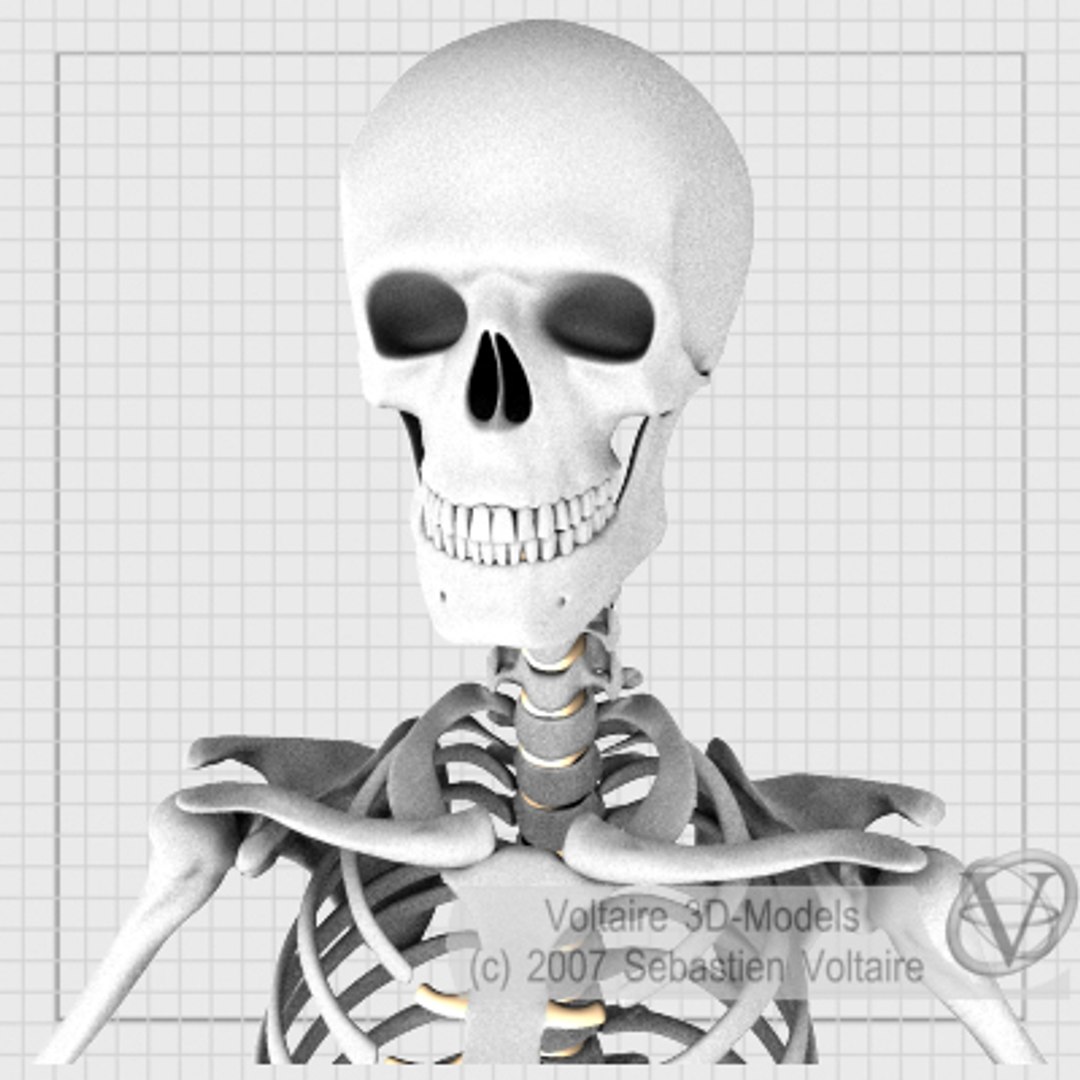 Human Skeleton Anatomy Skull Max