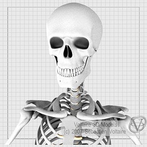 Human Skeleton