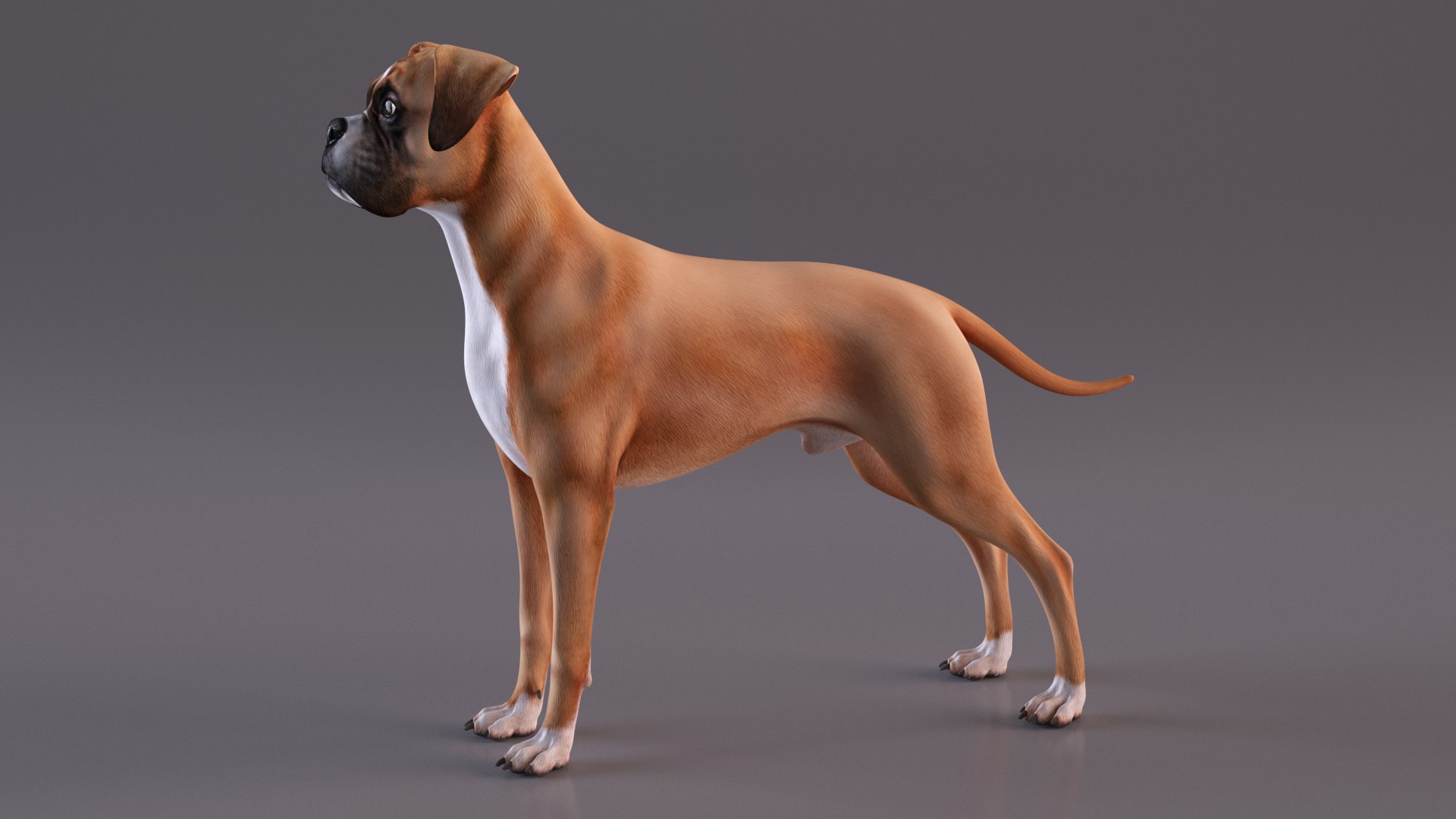 3D Model Boxer Dog Rigged For Cinema 4D - TurboSquid 2260945