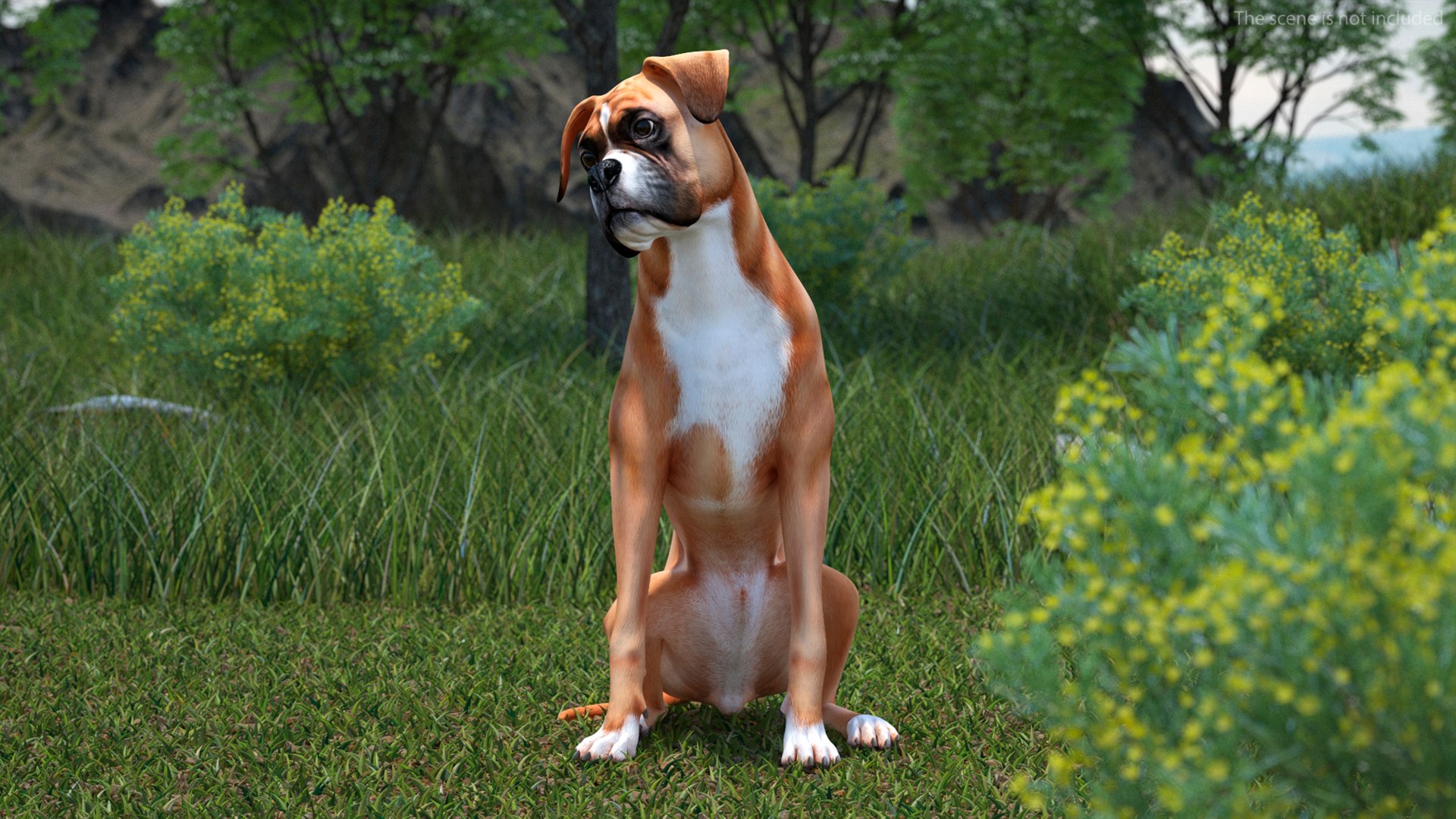 Boxer Dog Rigged for Cinema 4D 3D model preview