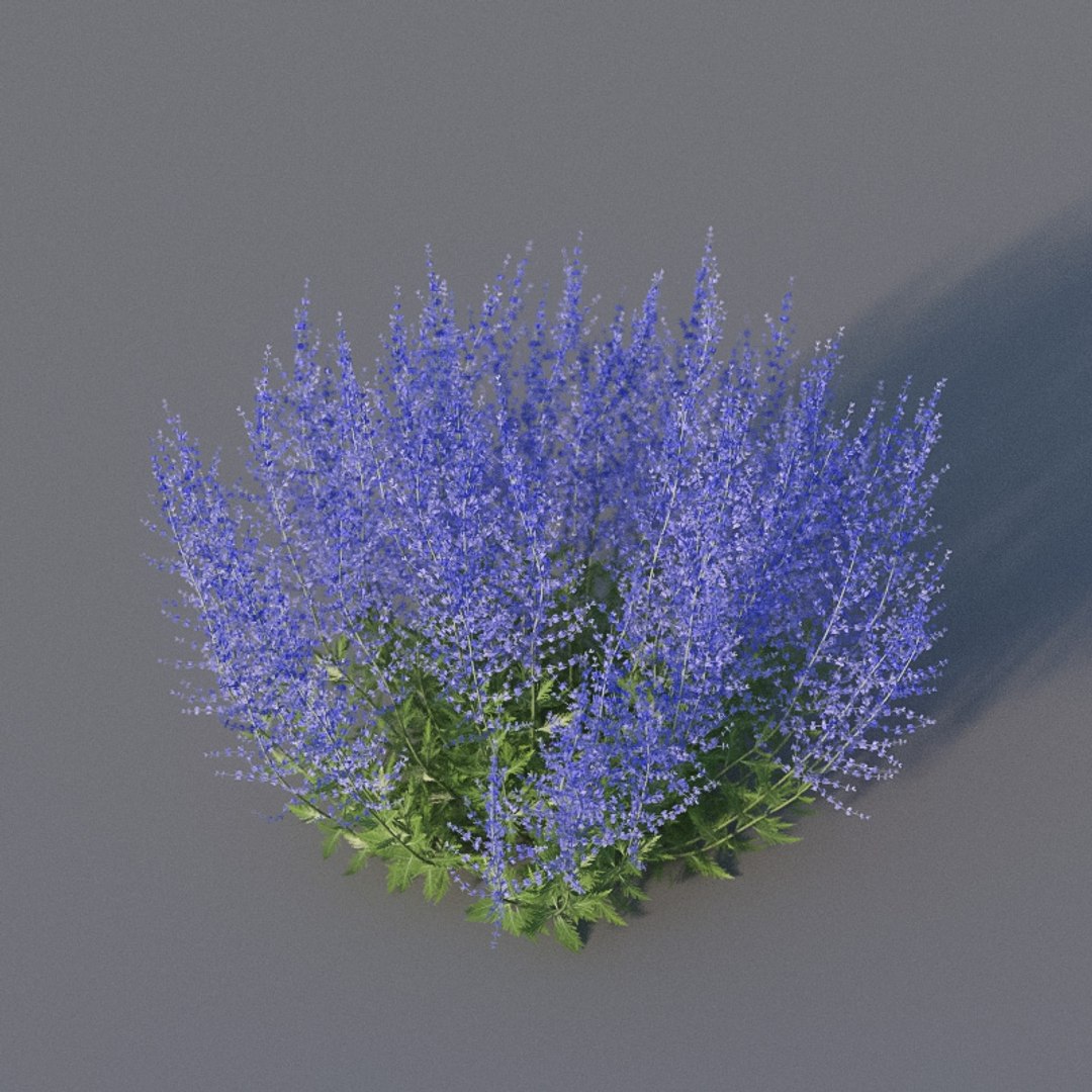 XfrogPlants Russian Sage - Perovskia Atripliciflolia 3D model https://p.turbosquid.com/ts-thumb/y0/IecDOP/8V/perovskiaatriplicifolia03/jpg/1621964974/1920x1080/fit_q87/f69216378aca7f41d35eb9ac6496022acc8c91d6/perovskiaatriplicifolia03.jpg