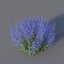 XfrogPlants Sauge Russe - Perovskia Atripliciflolia