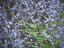 XfrogPlants Sauge Russe - Perovskia Atripliciflolia