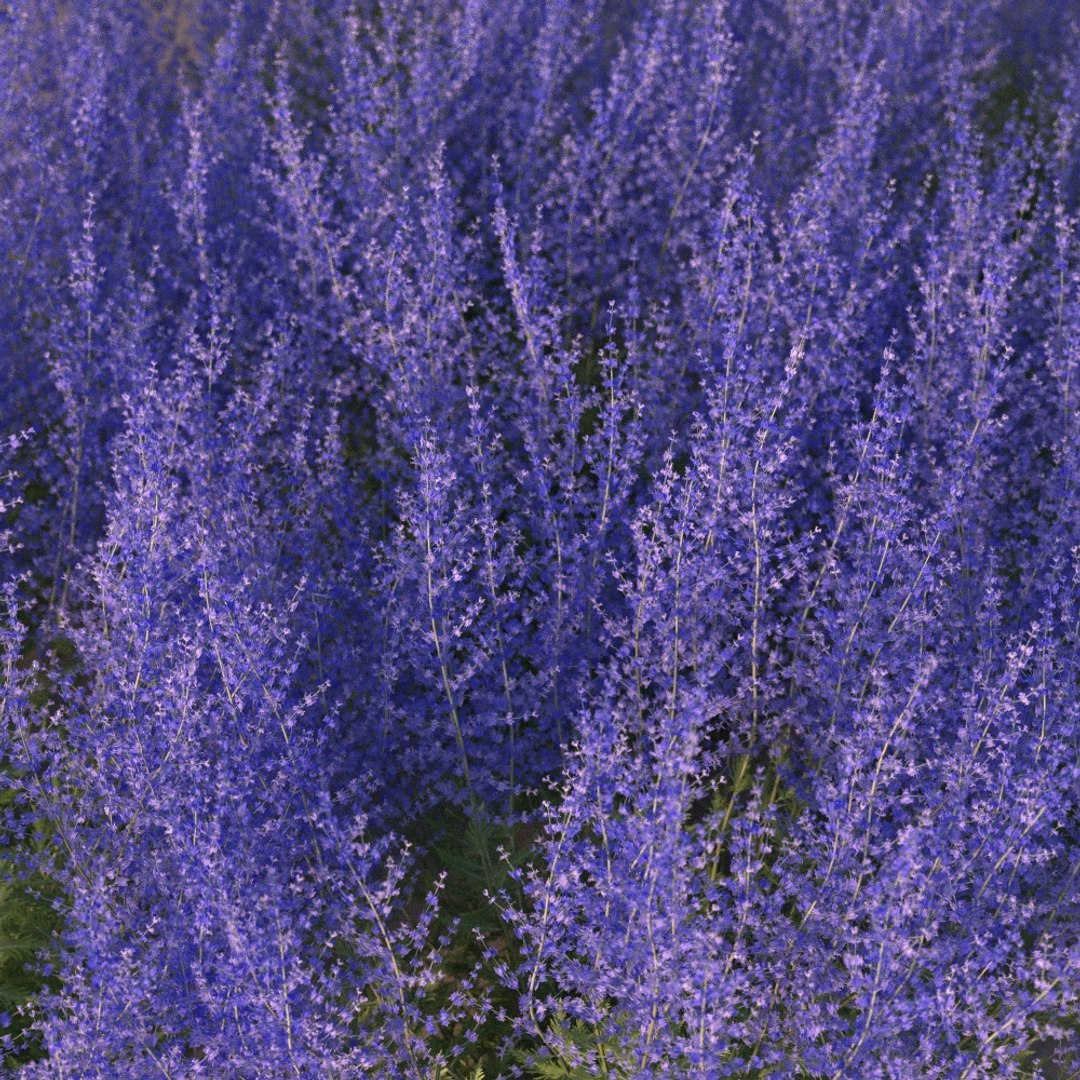XfrogPlants Russian Sage - Perovskia Atripliciflolia 3D model https://p.turbosquid.com/ts-thumb/y0/IecDOP/YZ/perovskiaatriplicifolia7/jpg/1621964975/1920x1080/fit_q87/ae3d598f8d792660b323178c50042bc3836efd81/perovskiaatriplicifolia7.jpg