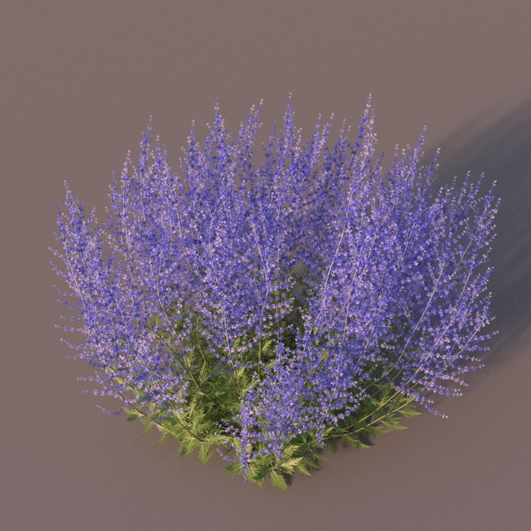 XfrogPlants Russian Sage - Perovskia Atripliciflolia 3D model https://p.turbosquid.com/ts-thumb/y0/IecDOP/l2/perovskiaatriplicifolia4/jpg/1621964975/1920x1080/fit_q87/9a089a5587661d84b6923f668ce2e6c088b013b2/perovskiaatriplicifolia4.jpg