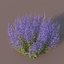 XfrogPlants Sauge Russe - Perovskia Atripliciflolia