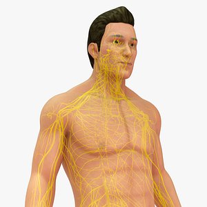 Human Natural Body With Nervous System