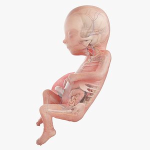3D Fetus Anatomy Week 16 Animated model