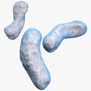 burkholderia cepacia bacteria 3D model