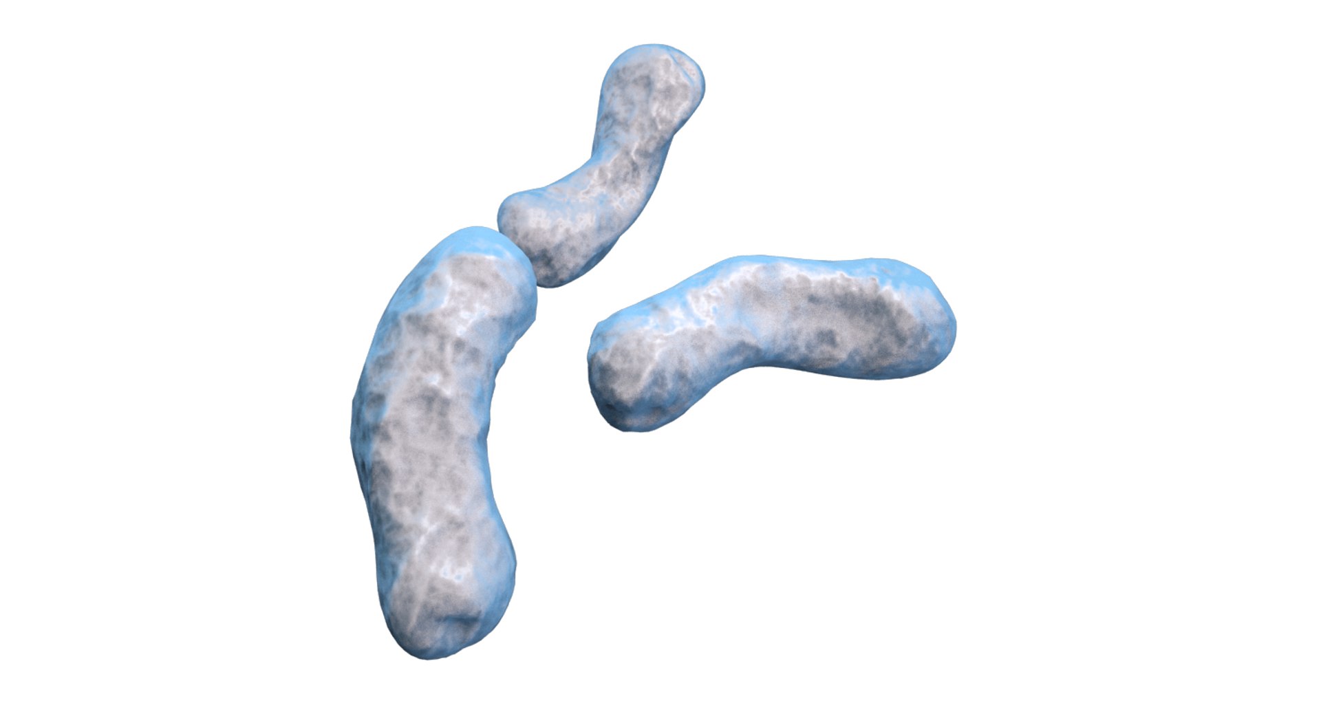 burkholderia cepacia bacteria 3D model https://p.turbosquid.com/ts-thumb/y0/XMxCZk/n60fPR6g/render_3/png/1517963721/1920x1080/fit_q87/2d6582507fc836b99c887fd0c2386bfff4b94ca3/render_3.jpg