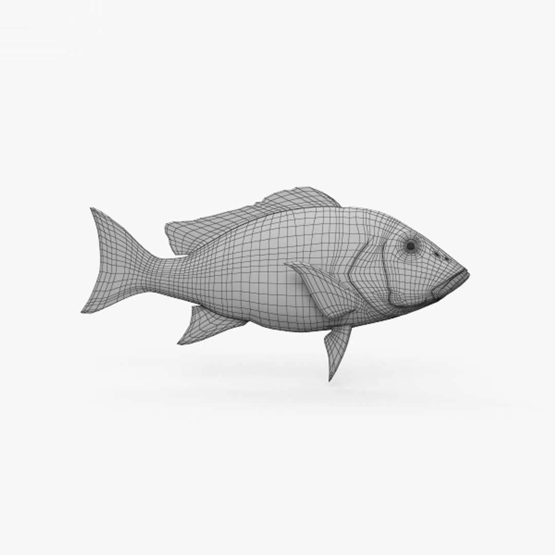 Northern red snapper 3D model - TurboSquid 1526326
