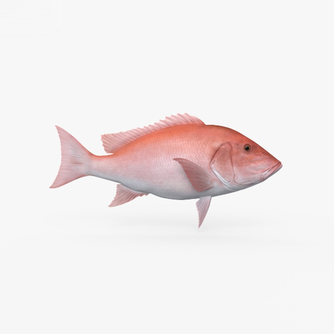 Northern red snapper 3D model - TurboSquid 1526326