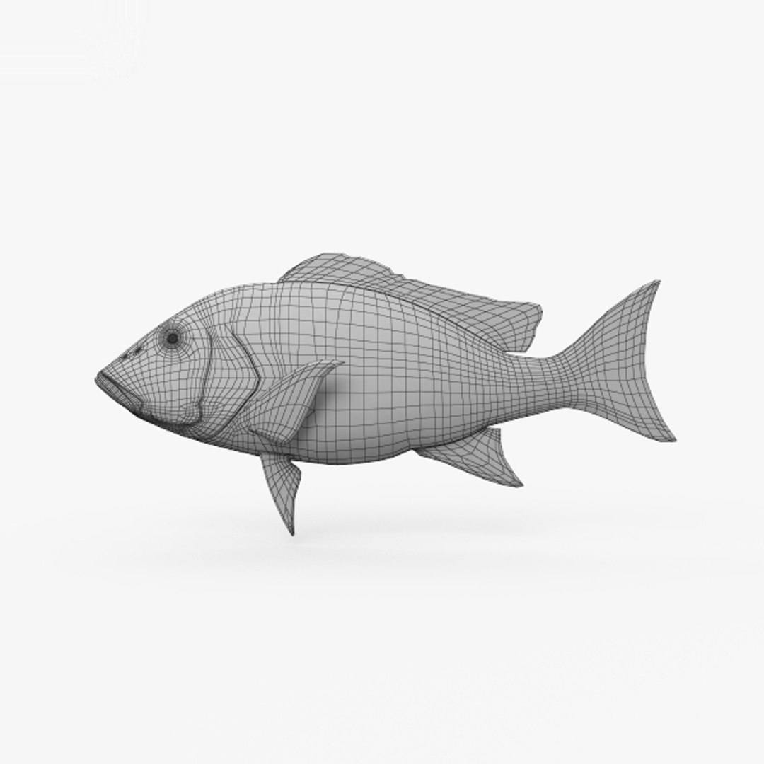 Northern red snapper 3D model - TurboSquid 1526326