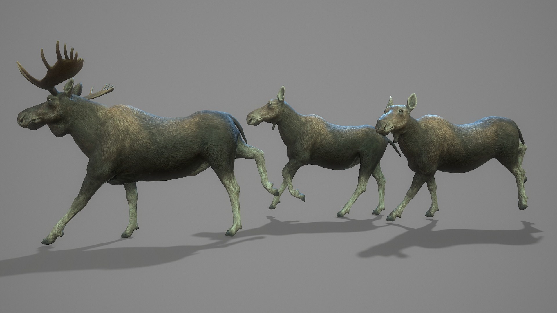 3D Moose - TurboSquid 1883100