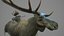 Moose