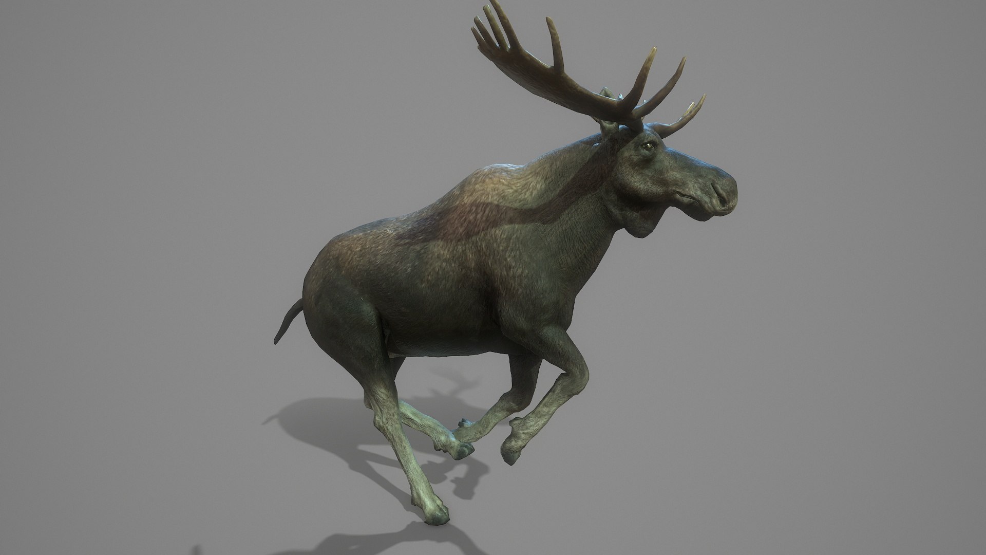 3D Moose https://p.turbosquid.com/ts-thumb/y0/cQPsFA/iR/screenshot004/jpg/1649982103/1920x1080/fit_q87/e24fe245a243e2c2fceff89dced61fbeebe766dc/screenshot004.jpg