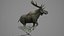Moose