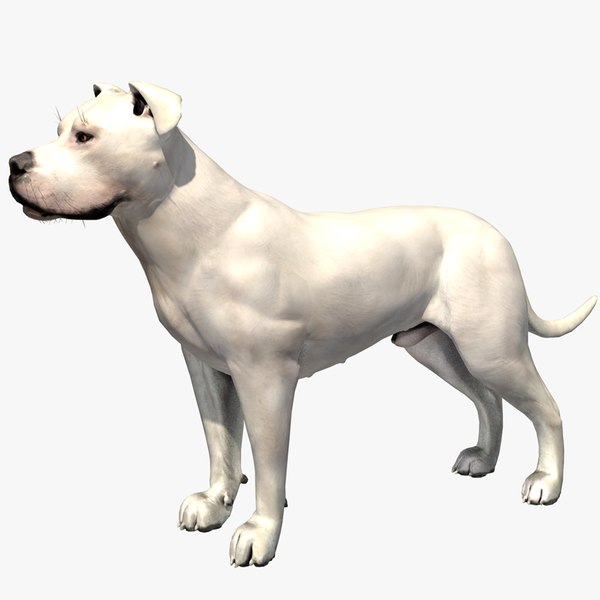 3D model Dogo Argentino Male