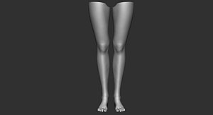 3D leg anatomy science model