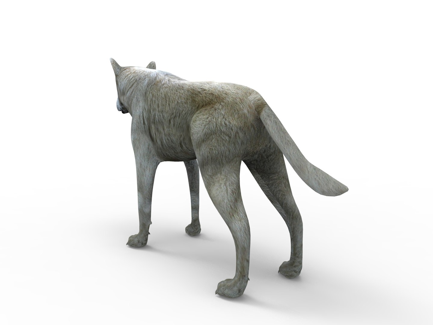 Wolf Rigged Animation 3D Model - TurboSquid 1212515