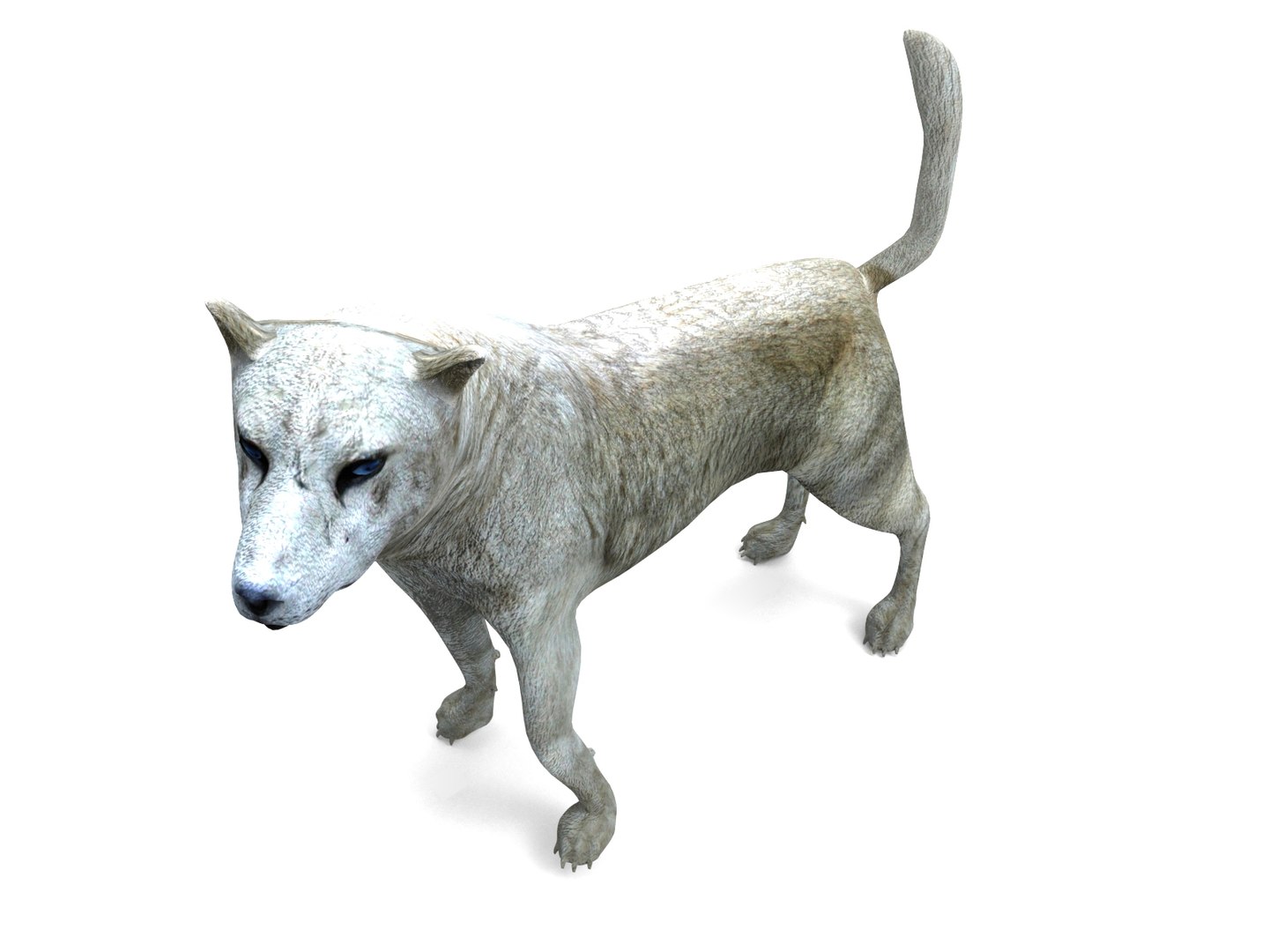 Wolf Rigged Animation 3D Model - TurboSquid 1212515