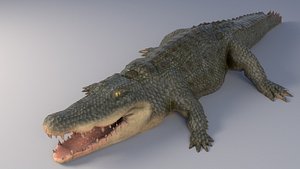 Crocodile Model with Textures