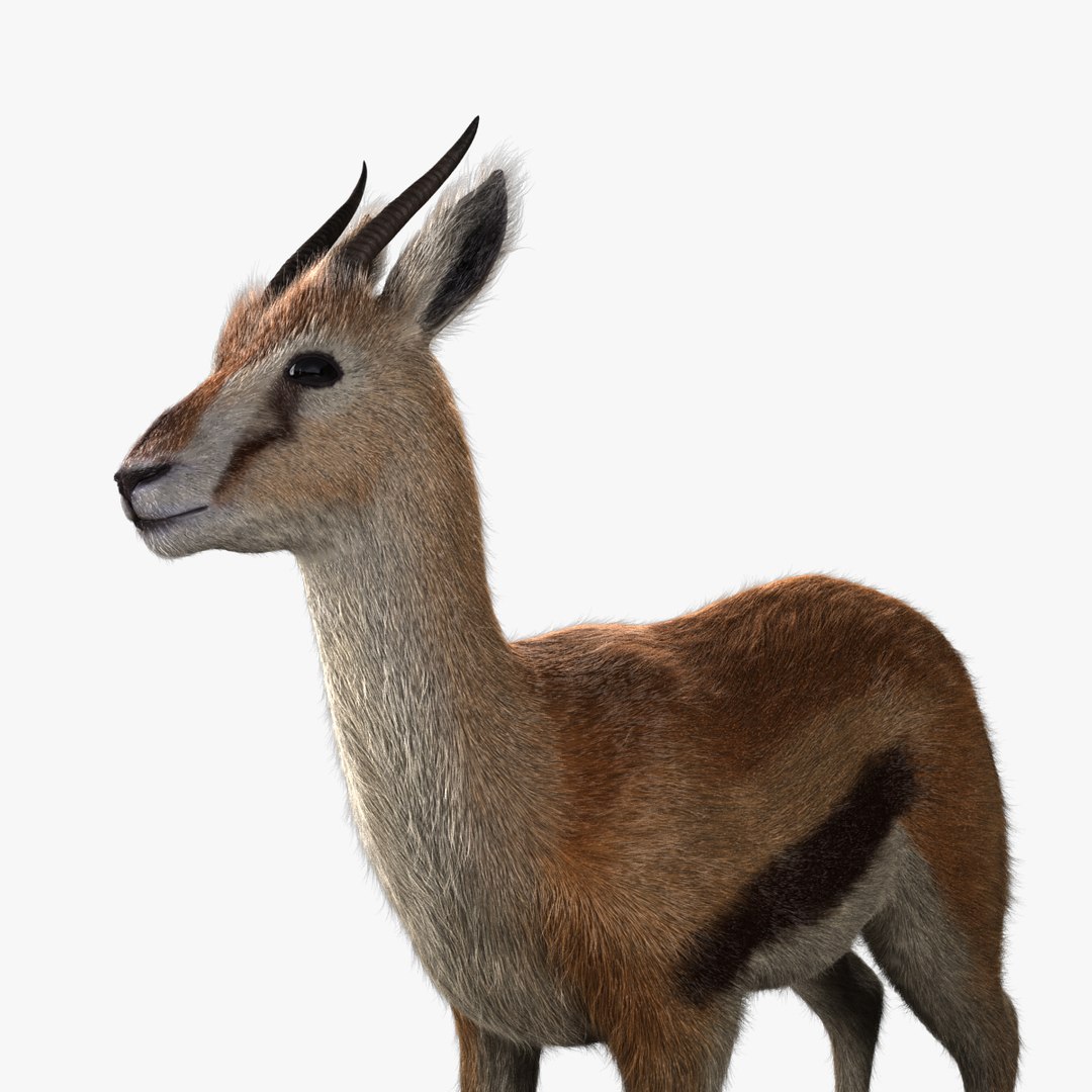 3d model thomson gazelle fawn - https://p.turbosquid.com/ts-thumb/y1/8K0kBw/VkHsTn1f/gazellefawn_v002.0004/jpg/1458926628/1920x1080/fit_q87/90e9c2bf6bf19211602aa3806bed396584281e55/gazellefawn_v002.0004.jpg