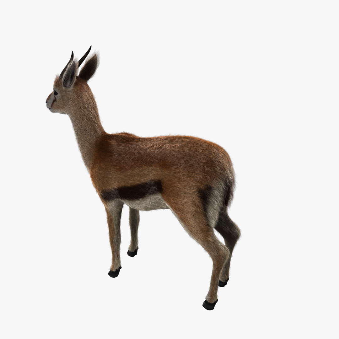 3d model thomson gazelle fawn - https://p.turbosquid.com/ts-thumb/y1/8K0kBw/YVptYxYe/gazellefawn_v002.0003/jpg/1458926628/1920x1080/fit_q87/e4e1216bb5247dd1a12a70a4bfe59d3fd3b3083c/gazellefawn_v002.0003.jpg