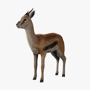 3d model thomson gazelle fawn -