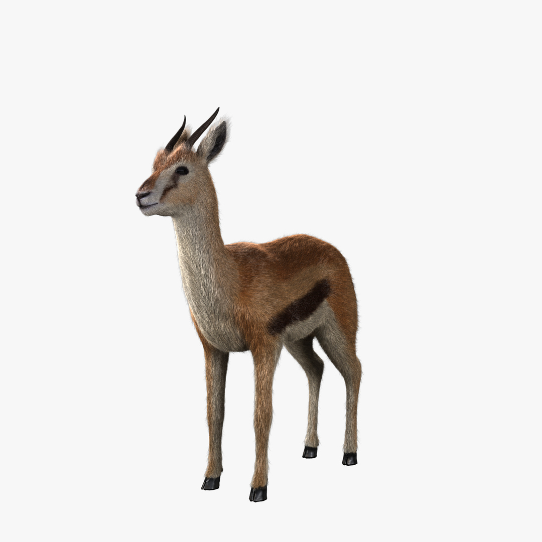 3d model thomson gazelle fawn - https://p.turbosquid.com/ts-thumb/y1/8K0kBw/pZnJiTBA/fawn/jpg/1459153702/1920x1080/turn_fit_q99/6157e54eb6e5dc5f82a70864c9d8d2ab6a5383e4/fawn-1.jpg