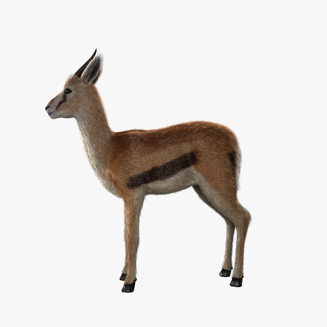 3d model thomson gazelle fawn - https://p.turbosquid.com/ts-thumb/y1/8K0kBw/qwixjZV9/gazellefawn_v002.0002/jpg/1458926628/1920x1080/fit_q87/b32b76f2ed19a3aa9eb04f9174b491d00fb1ab69/gazellefawn_v002.0002.jpg