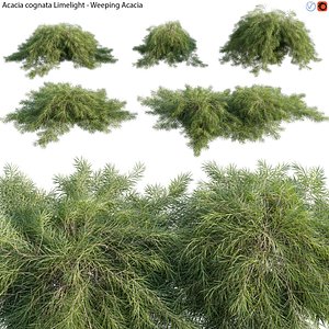 Acacia cognata Limelight 01 3D model