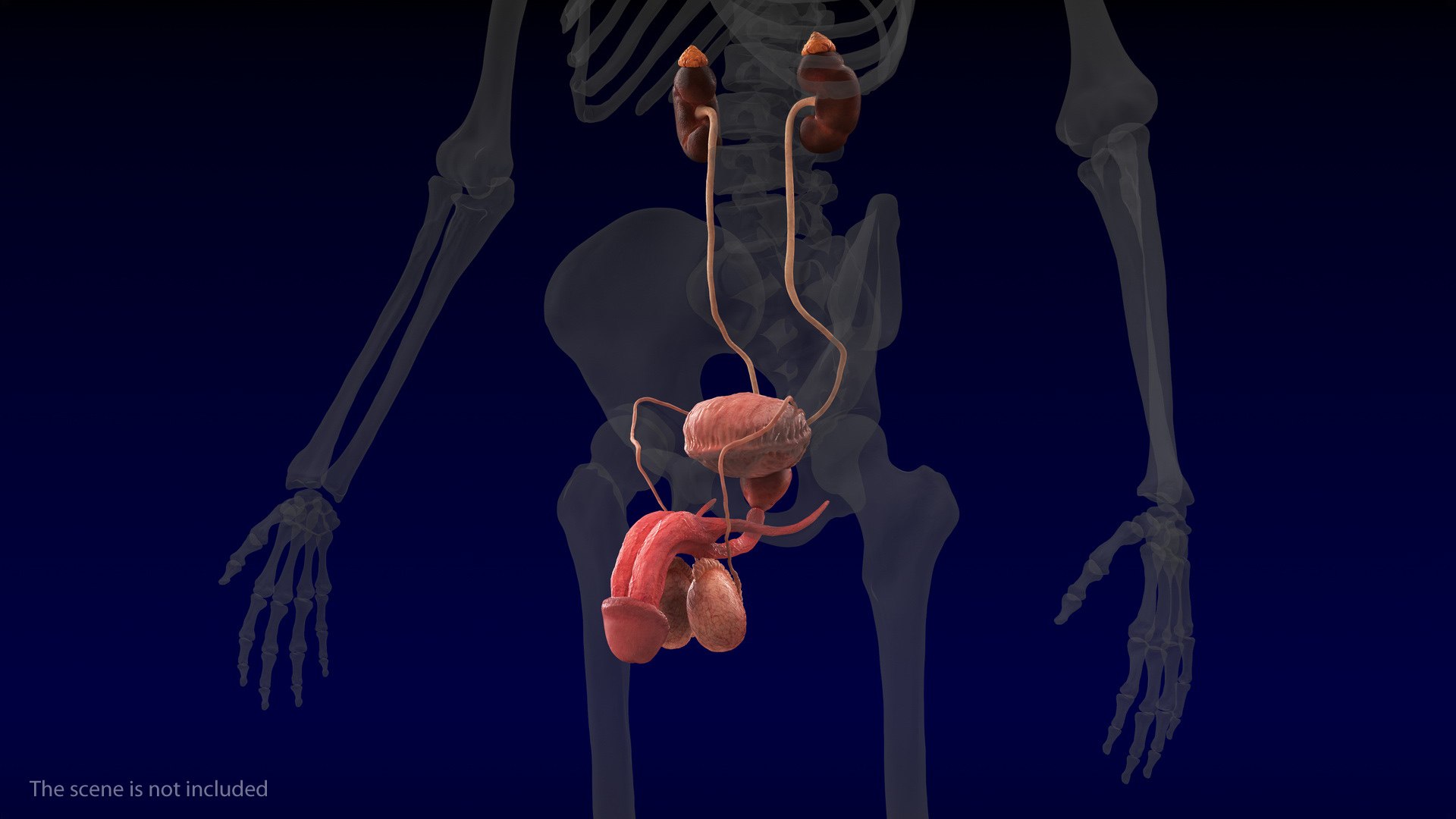 Human Kidney and Adrenal Gland 3D model preview