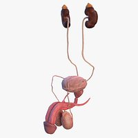 Human Kidney and Adrenal Gland