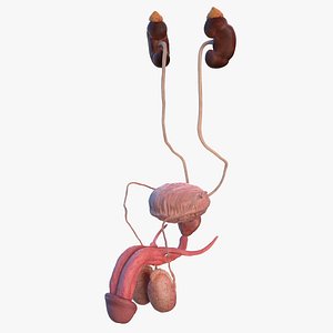 Human Kidney and Adrenal Gland