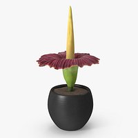 Potted Arum Titanum Flower
