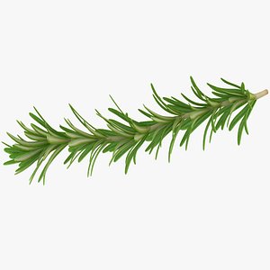 Rosemary
