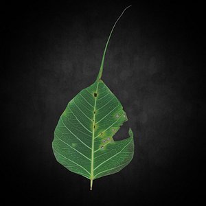 3D Low Poly Leaf 025