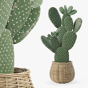Opuntia microdasys in wooden flower pot 3D model