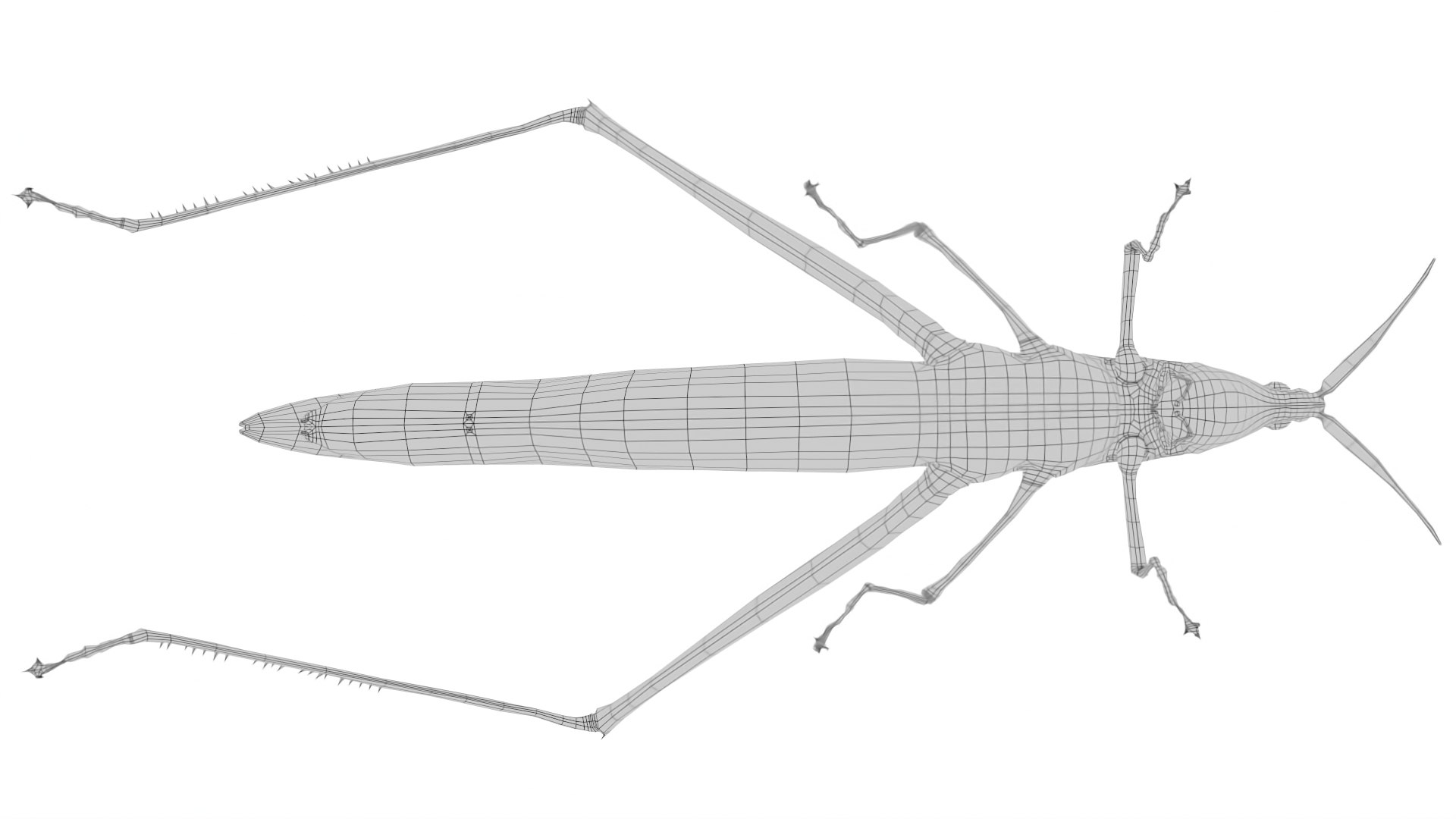 Long Headed Locust Model - TurboSquid 2409331
