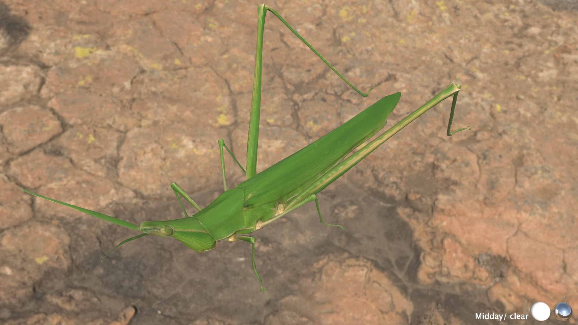 Long Headed Locust Model - TurboSquid 2409331